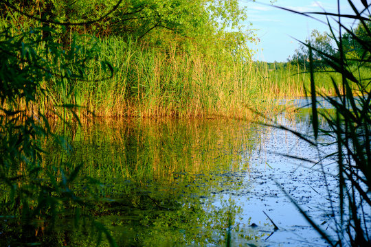 Lake scene in Vacaresti Nature Park (Parcul Natural Vacaresti) in Bucharest, Romania, in the evening.