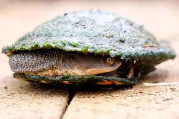 Long Necked Turtle in Shell