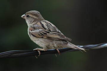 Beautiful Himalaya India 