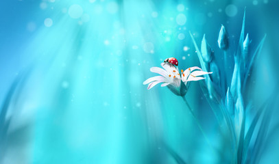 Fototapeta na wymiar Surprisingly beautiful soft elegant white flower with buds and ladybug on blue background in rays of light macro. Exquisite graceful easy airy magic artistic image nature, copy space.