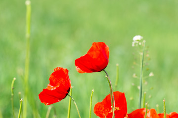 Poppies Beautiful flowering meadow of poppies in the rays of the setting sun.
