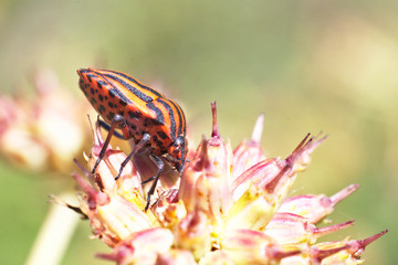 Minstrel bug