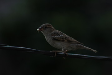 Beautiful Himalaya India 