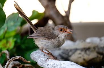 Female Blue Wren