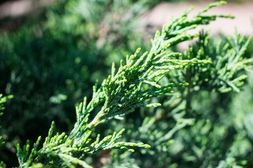 Bonsai juniper close up photo. Summer background. Colorful green plant.
