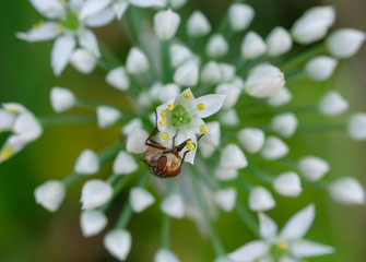 Fly on a Flower