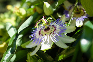 Fleur de la passion