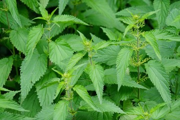 Brennnesseln im Erpetal