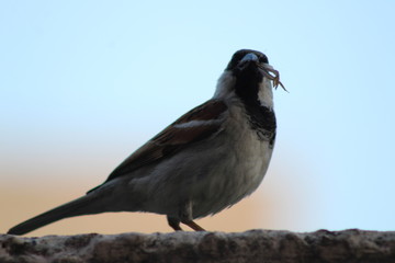 Beautiful Himalaya India 