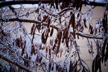 Frozen branches of acacia tree with brown seeds covered with transparent blue ice drops and icicles. Freeze icy trees. Winter scene in Odessa Ukraine. Icy weather. Beauty of nature in frosty winter 