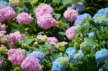 hydrangea 
