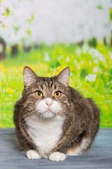 Big, grey cat sitting on a blue wooden table