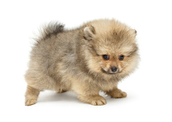 Pomeranian puppy , side view
