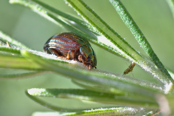 Nice beetle