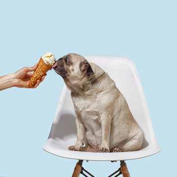pug dog sits on a chair and licks ice cream