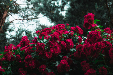 Flowers in the forest.