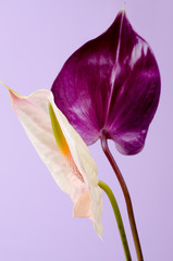 Fototapeta na wymiar Beautiful pair of purple and pink Anthurium flowers. Minimalistic background.