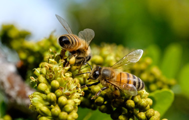Two Bees on a Yellow Flower
