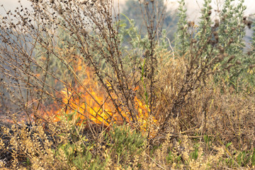 Forest fire Burning dry grass. Summer, drought.