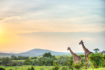 Beautiful giraffe in Africa. Animal world