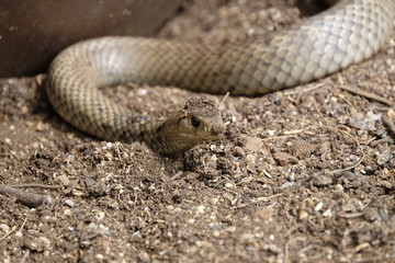 Closeup of a Brown Snake