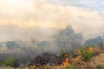 Forest fire Burning dry grass. Summer, drought.