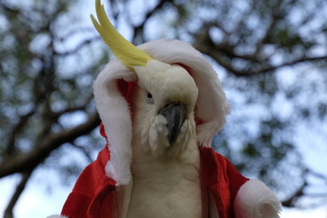 Australian Cockatoo Dressed as Santa