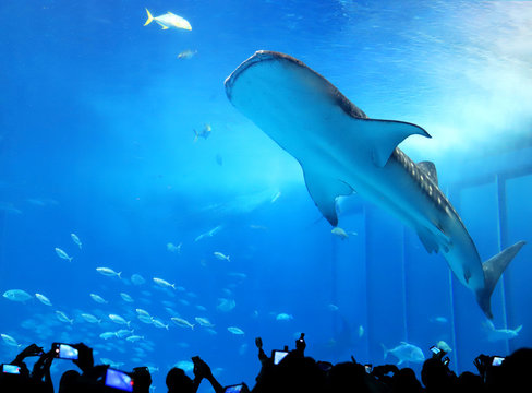 ジンベイザメ のストック写真 ロイヤリティフリーの画像 ベクター イラスト Adobe Stock