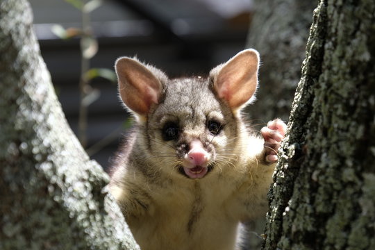 Australian Ring Tailed Possum in Tree