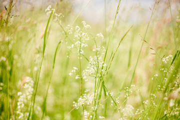 Summer or spring vivid macro picture with grass and wild white flowers