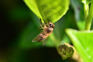 Honey_Bee_v1.0