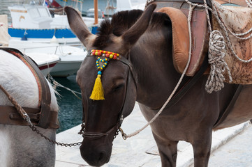 Donkey taxis in greek island Idra (Hydra)