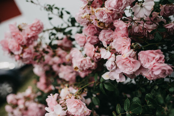 Beautiful pink flowers in the garden