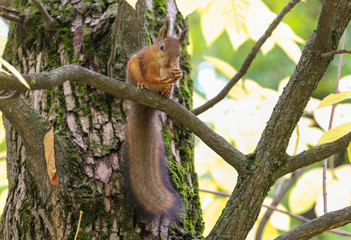 squirrel on tree