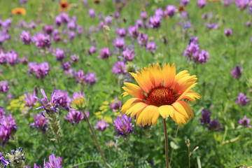 Nice flowers on meadow