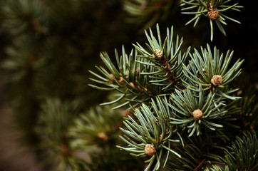 Naklejka na ściany i meble Fir tree background. Close up soft focused backdrop with christmas tree branches.