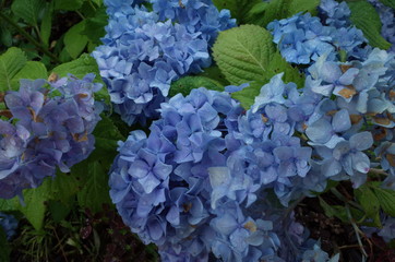 紫陽花