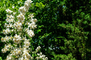 Large branch covered with white flowers of jasmine Philadelphus lewisii on blurred background of green leaves of shrubs. Selective focus. Flowers with yellow center. There is place for text.