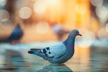 thirsty pigeon standing in bird bath