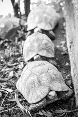 Beautiful turtles from Africa