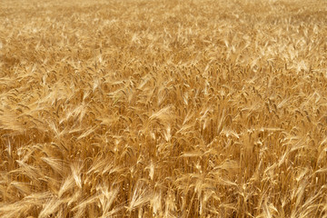 Natural background of wheat field from ripe yellow wheat. Creative vintage background.