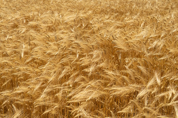 Natural background of wheat field from ripe yellow wheat. Creative vintage background.