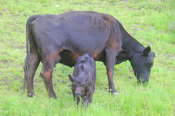 calf with cow in the meadow
