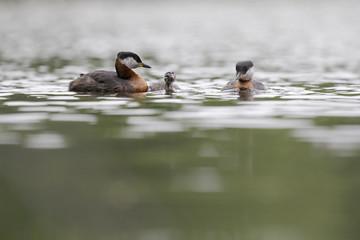 Both parents of the red-necked grebe (Podiceps grisegena) swimming with its young in a city pond in the capital city of Berlin Germany.