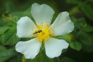 Fototapeta premium insect on a dog rose