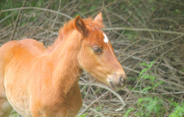 Naklejka na ściany i meble little foal in the meadow