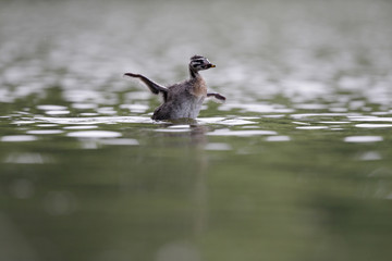 A juvenile red-necked grebe (Podiceps grisegena) swimming and stretching its wings above the water in a city pond in the capital city of Berlin Germany.