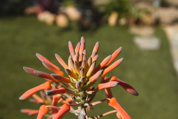 Detail of aloe vera red flower blooming