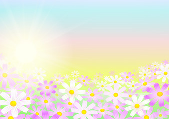 柔らかな雰囲気のコスモス　暖かな光に包まれて