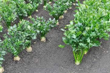   close-up of celery plantation (root and leaf vegetables) and parsnip in the vegetable garden